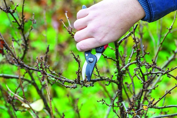 What to Prune in&nbsp;February