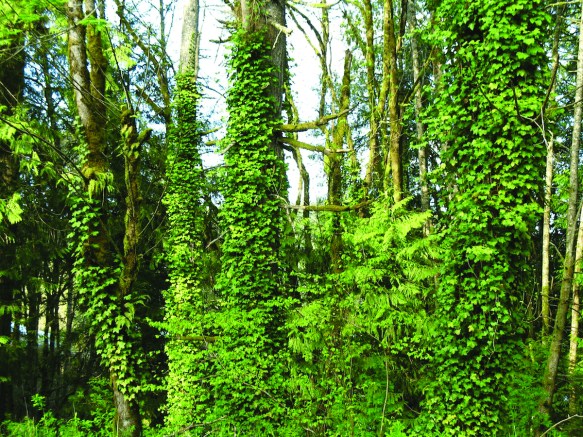 English Ivy: A Noxious Invasive We Must&nbsp;Eliminate